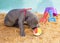 Great Dane puppy smelling a beach ball