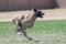 Great Dane running in lure course