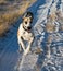 Great Dane Running on Snow-Covered Path