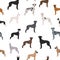 Great dane seamless pattern. Different variaties of coat color dog set