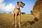 Great Dane standing next to hay bale in field