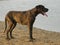 Great Dane standing by the water