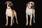 Great Danes Standing Side By Side