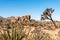 Great desert landscape in Joshua Tree National Park