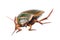 Great diving beetle