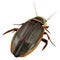 Great diving beetle