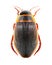 The great diving beetle (Dytiscus marginalis).