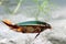 Great diving beetle (Dytiscus marginalis)