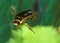 Great Diving Beetle, dytiscus marginalis, Adult standing in a Pond, Normandy