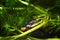 Great diving beetle, Dytiscus marginalis, male hide in dense hornwort vegetation, wide-spread wild freshwater insect