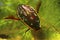 Great diving beetle, Dytiscus marginalis, wide-spread freshwater predator insect hide in algae