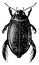 Great Diving Beetle, vintage illustration