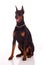 Great doberman dog