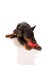 Great doberman with a favorite toy on a white background
