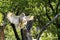 Great eagle owl lands on a tree. The owl has its legs forward and its claws are visible