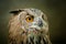 Great eagle owl portrait in nature