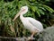 Great eastern white pelican bird