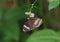 Great Eggfly