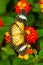 Great Eggfly Butterfly