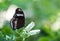 Great Eggfly butterfly