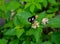 Great Eggfly Butterfly on Lantana Camara Flower