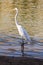 Great egret