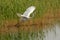 Great egret