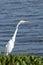 Great egret