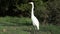 Great egret