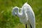 Great Egret