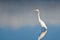 Great Egret Against a Pale Blue Background