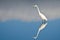 Great Egret Against a Pale Blue Background