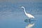 Great Egret Against a Pale Blue Background