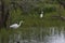 Great egret in Aiguamolls De L`Emporda Nature Reserve, Spain