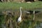 great egret is on alert, while hunting for food
