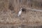 Great Egret along the Suwannee River