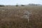 Great egret amidst field of dew covered spider webs in Everglades National Park