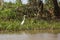 Great Egret Amongst Reeds by Riverbank