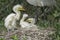 Great Egret, Ardea alba