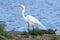 Great Egret (Ardea alba)