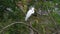 Great Egret (Ardea alba)