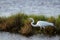 Great Egret, Ardea alba