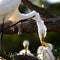 Great Egret, Ardea alba