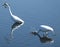 Great Egret (Ardea alba)