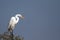 Great Egret, Ardea alba