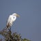 Great Egret, Ardea alba