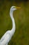 Great Egret (Ardea alba)