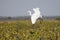 Great Egret (Ardea alba)