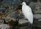 Great Egret, Ardea alba, against a rocky pond bank, seen from behind