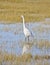 Great Egret, Ardea alba, Arcata, California